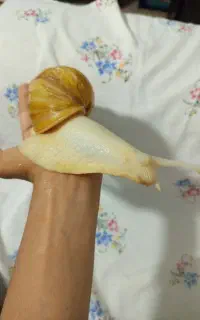 حلزون اورسایز سوپر مولد اچاتینا