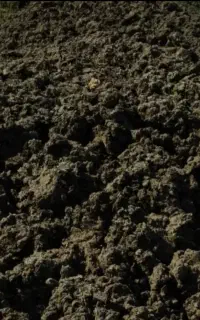 کود
