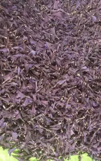 گل گاوزبان امسال خشک