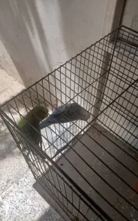 مرغ عشق جفت