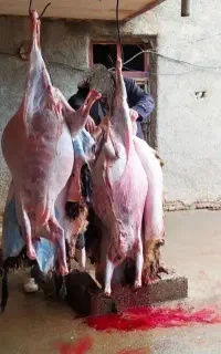 ذبح قصاب  وسلاخی