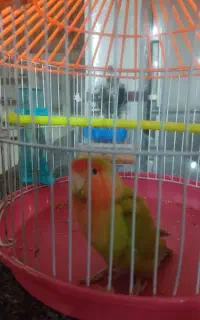 کوتوله فروشی