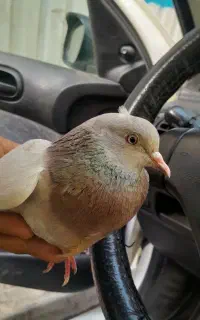 حیون طلا به شرط