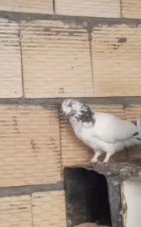 کبوتر پرشی کله دم سبز