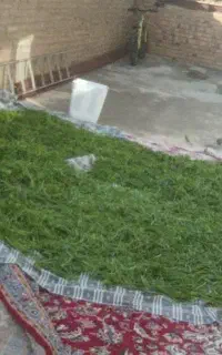 برگ حنای اصل