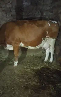 گاوسمینتال اصل آبستن ۸ماه ارام درجه یک