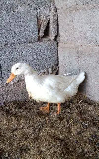 مرغ و خروس