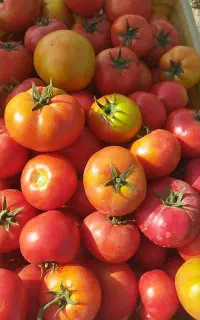 فروش گوجه محلی نوبر