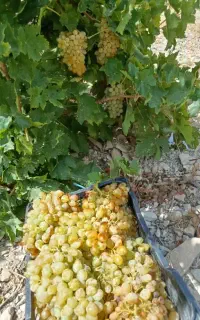 فروش عمده انگور