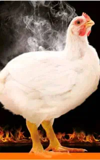 کار در مرغداری گوشتی