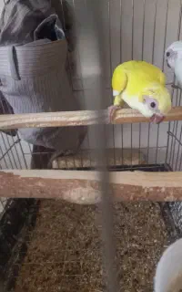 جوجه راهب زرد گم شده
