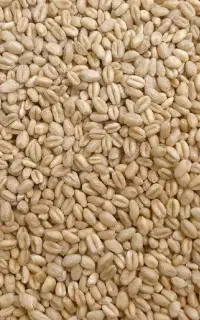 گندم فروشی درجه یک