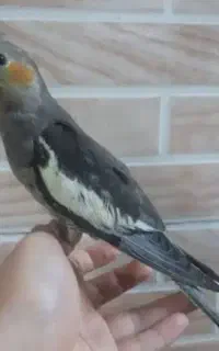 عروس هلندی مفت