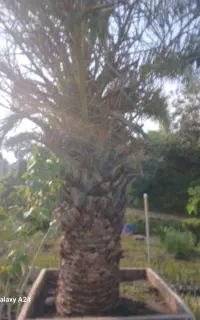 فونیکس  پالم