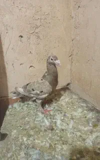 کفترسار‌.ساده.‌کلاغ