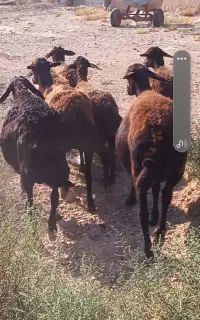 میش فروشی