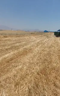 کاه گندم دیم