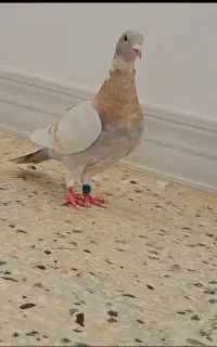 ماده کرم