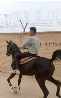 مادیان سیاه کره سام دکتر طاهری