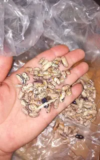 پاچ باقالی