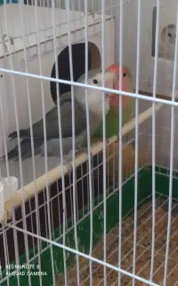 جفت طوطی برزیلی با جوجه