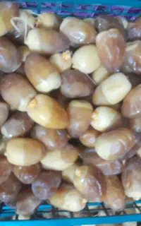 رطب کبکاب ۲۰۰