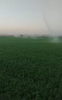 یونجه