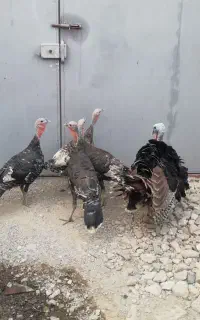 بوقلمون بالغ