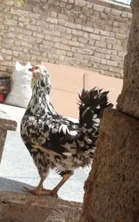 مرغ گلین
