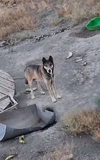 سگ هاسکی