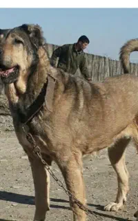 سگ سرابی