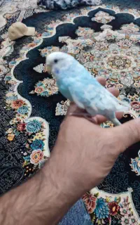 مرغ عشق