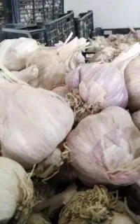سیر محلی تازه دانه بزرگ