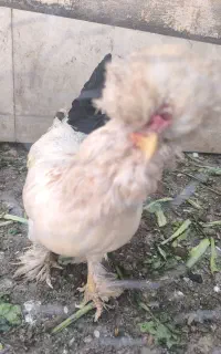 مرغ لهستانی تخم گذار