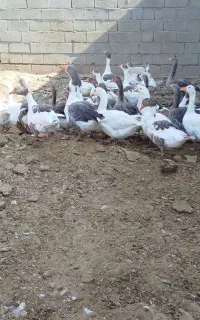 فروش غاز