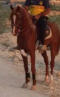 نریان چهار ساله