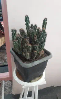 ۳ عدد گل کاکتوس بزرگ