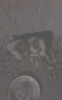 واگذاری سگ رایگان