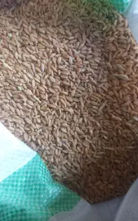 گندم درجه ۱