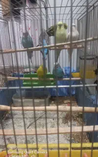 مرغ عشق نروماده