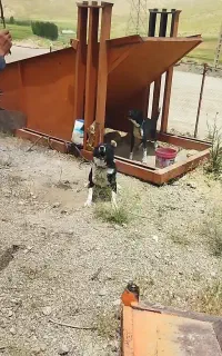 واگذاری سگ قدرجونی