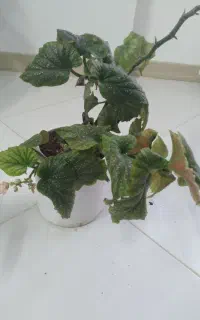گل شاداب   معاوضه  طرقبه