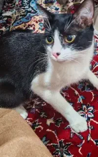 واگذاری گربه DSH