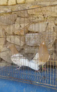 کبوتر کفتر طوقی کله