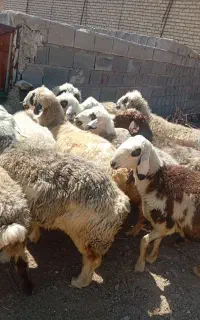 فروش 12راس میش داشتی درجه یک