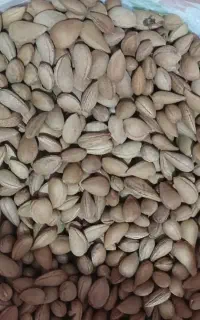 100کیلو بادام کوهی درشت تمیز