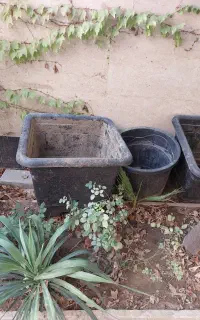 گلدان بزرگ پلاستیکی