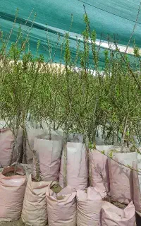 نهالستان‌بادام گلدانی دیرگل وکبوده تبریزی پالیز