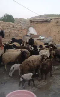 گوسفند مالچه