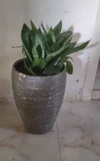 ۴تاگلدان باهم